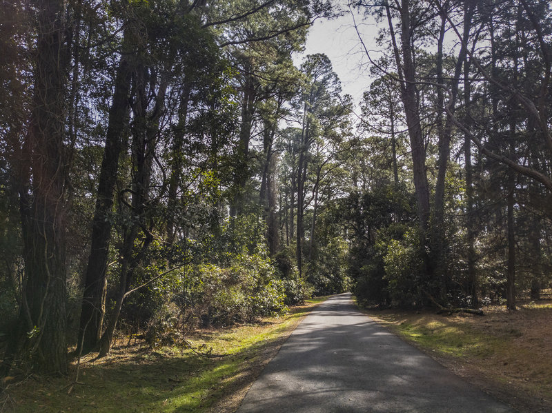 Asphalt surface among the trees.