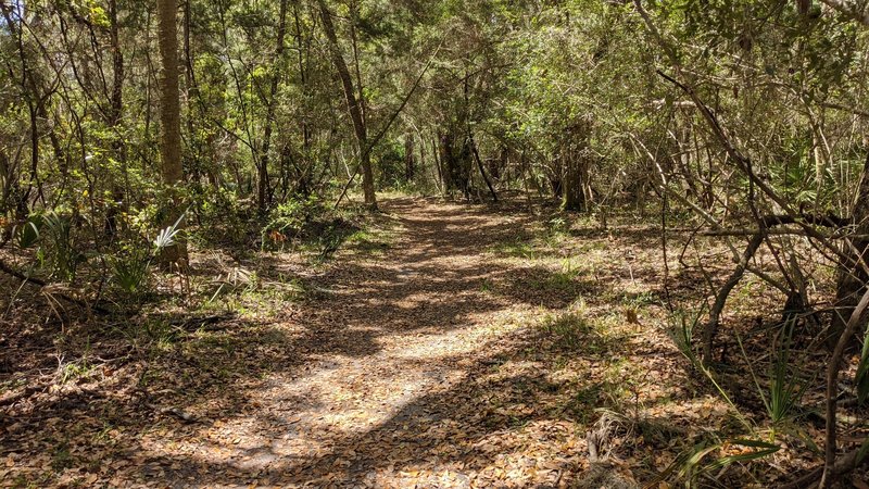 Photo typifies the condition of the trail, approximately 3 miles in to the trail route.