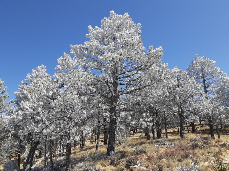 Ice covered trees