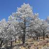 Ice covered trees