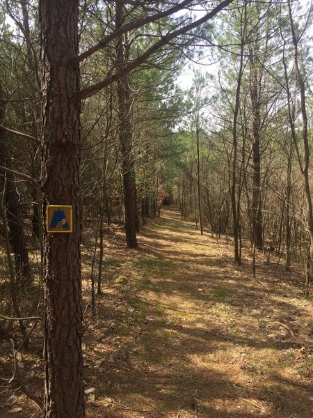 Pine Forest on Ironstone Trail