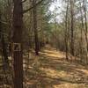 Pine Forest on Ironstone Trail