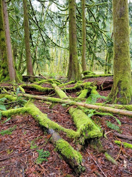 Rainforest near the lake.