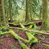 Rainforest near the lake.