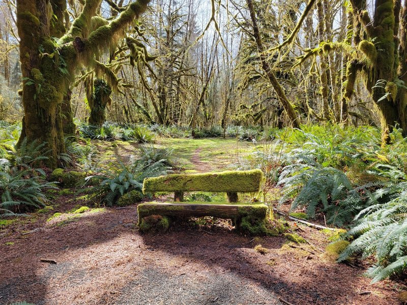 Mossy Bench