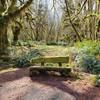 Mossy Bench