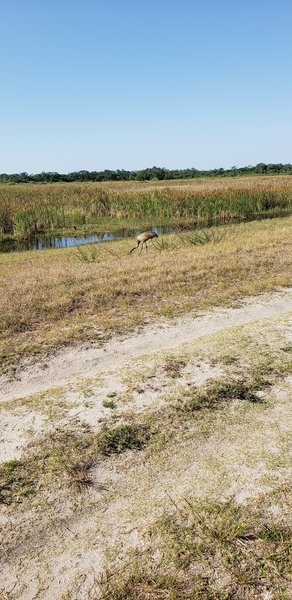 Sandhill crane doesn't care much that I'm there.