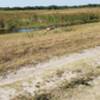 Sandhill crane doesn't care much that I'm there.