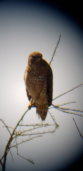 Hawks always seem to be so angry at me. Seen through telescope, but later, he let me walk by without flying away.