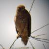 Hawks always seem to be so angry at me. Seen through telescope, but later, he let me walk by without flying away.