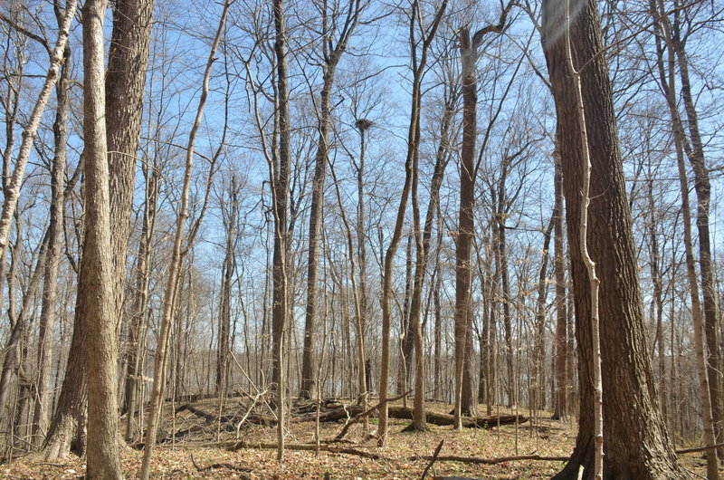 Bald Eagles nest