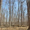 Bald Eagles nest