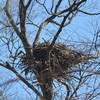 Bald Eagle playing hide-n-seek