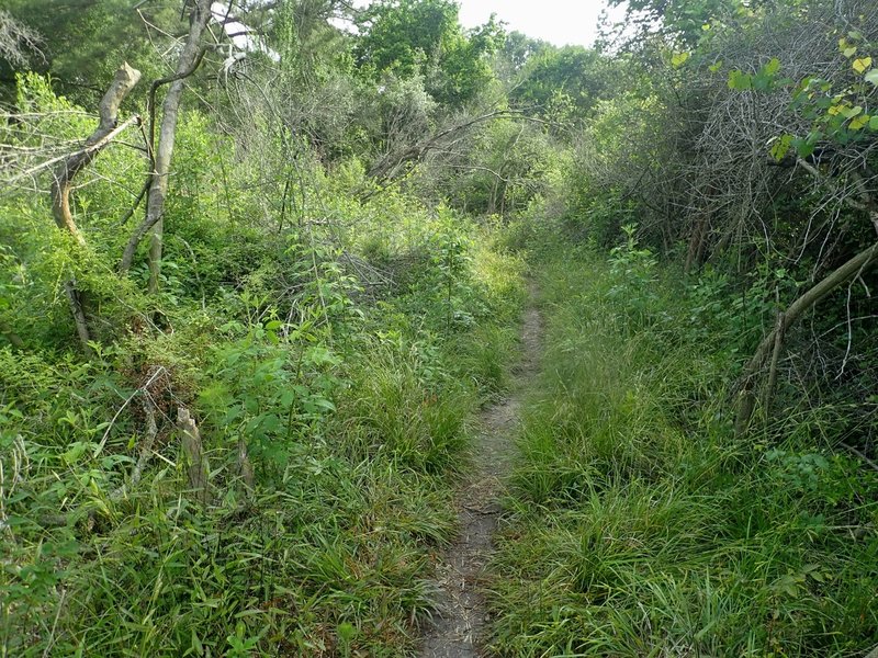 Wise-Fox trail through the brush north of Clay Road. The further north you go, the more it becomes open woodland.