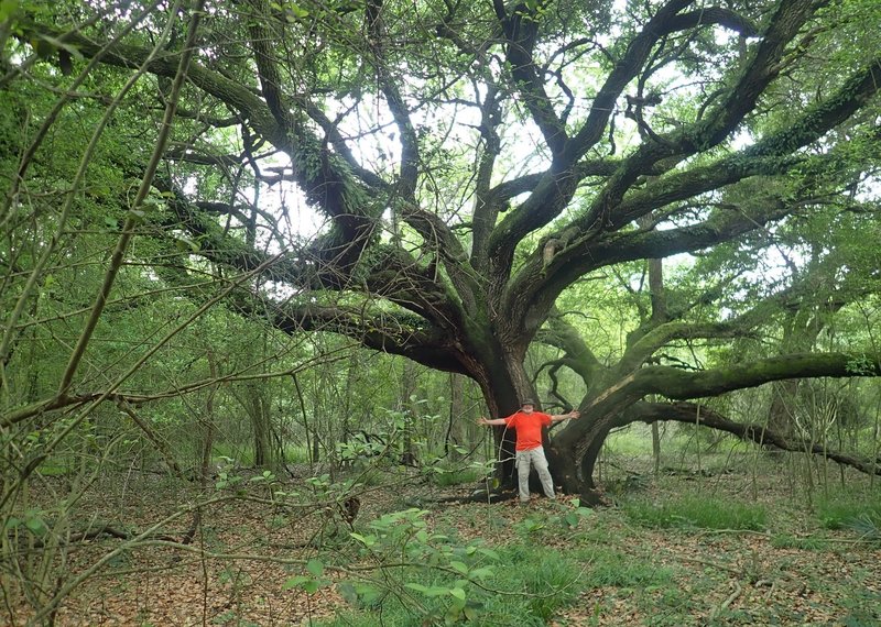 There are some beautiful large oak trees back in here!