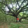 There are some beautiful large oak trees back in here!