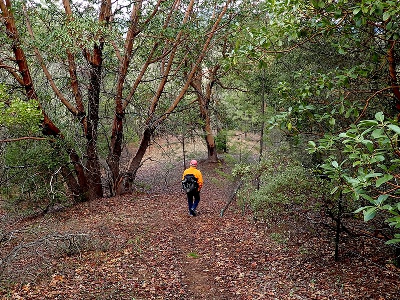 Through a madrone forest along the Witcome Trail.