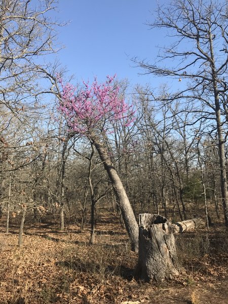 Springtime redbud blooms