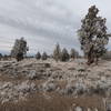 Frost covered junipers along Dry River Trail (12-29-2020)