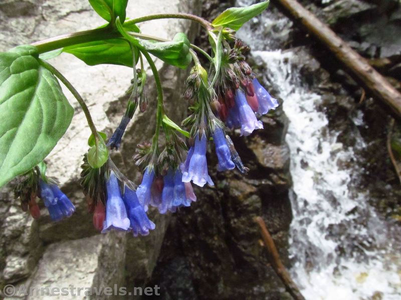 Wildflowers (Franciscan Bluebells) by Gavilan Falls, Carson National Forest, New Mexico