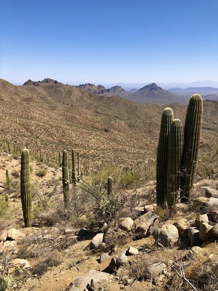 Saguaros dotting the Arizona desert-scape on a cloudless day.