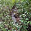 Trickling water on Kaunala Trail; the only sound on our hike.