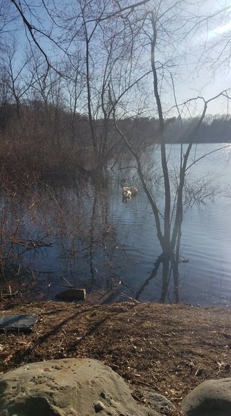 Just a couple of swans enjoying the pond.