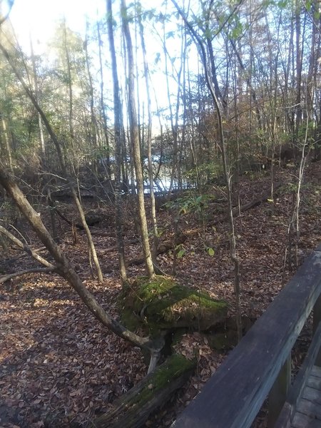 View of Falls Lake