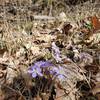 Pretty purple flowers along trail