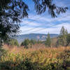 An opening in the forest with views of distant hills.