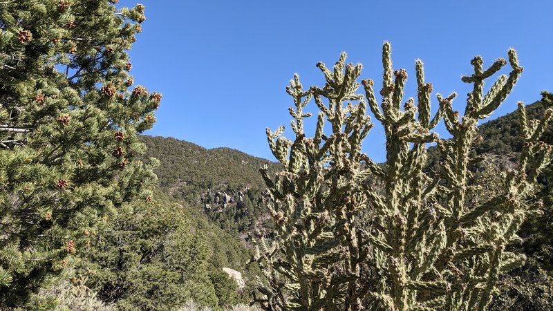 Pinyon pine and cholla