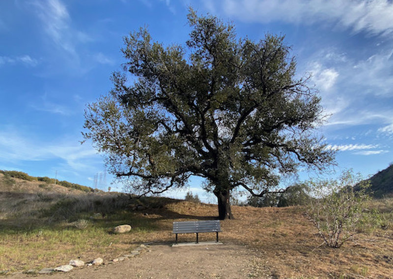 Bench and oak tree on the Harmon Canyon Overlook Trail