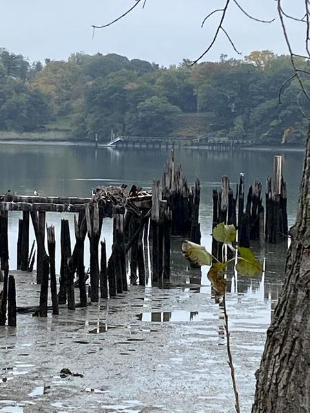 Osprey Nest