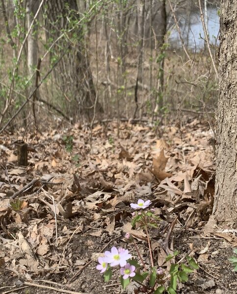 Early spring wildflowers and folliage at Lebbanon Hills Regional Park.