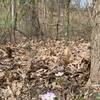 Early spring wildflowers and folliage at Lebbanon Hills Regional Park.