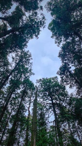 Pines and sky.