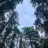 Pines and sky.