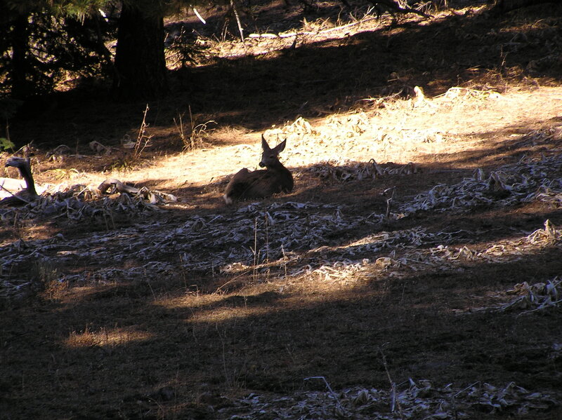 Deer on Round Mountain Trail (10-31-2017)