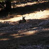 Deer on Round Mountain Trail (10-31-2017)