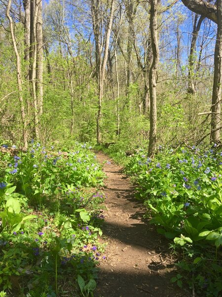 Woodland flowers - April