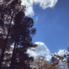 This is a picture of the pine trees from the Golden Pond trailhead entrance of the North-South Trail heading North.