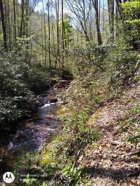 A streamside trail with overgrowth. Spot the hiker in front of me?