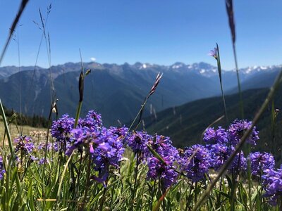 Some flowers