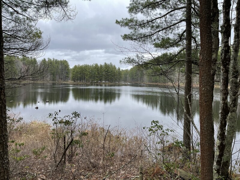 Wildlife Pond