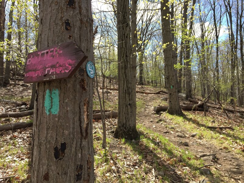 White trail/Long Path trail