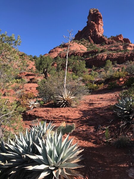 Glorious agaves and red rock chimney.