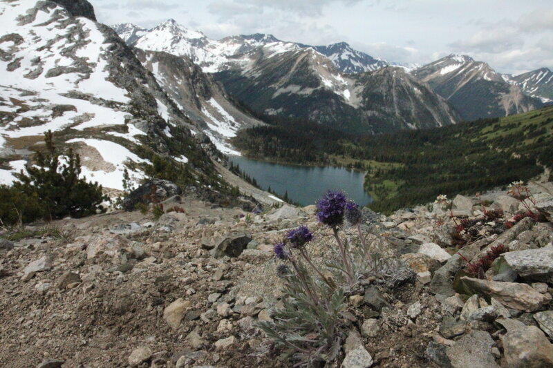 Phacelia sericea (Silky phacelia) in the alpine of Blowdown Pass.