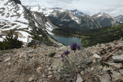 Phacelia sericea (Silky phacelia) in the alpine of Blowdown Pass.