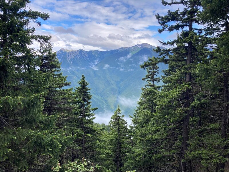 Baldy Ridge framed by trees