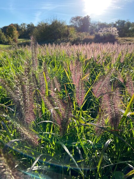 Ornamental Grasses